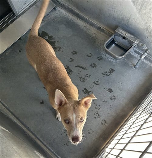 Photo of Sunshine, adoptable Pit Bull Terrier in San Bernardino, California