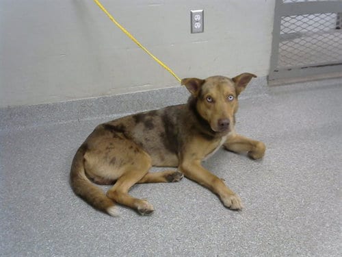 Photo of Ceasar, adoptable German Shepherd Dog in Pasadena, Texas