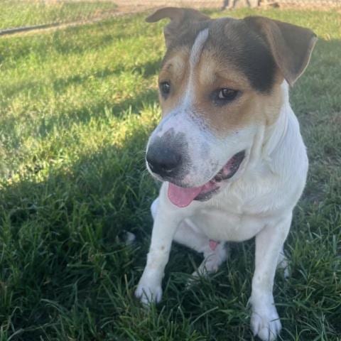 Photo of Bruce, adoptable Bulldog in Conroe, Texas