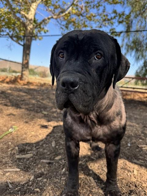 Photo of Angel, adoptable Pit Bull Terrier in Fremont, California