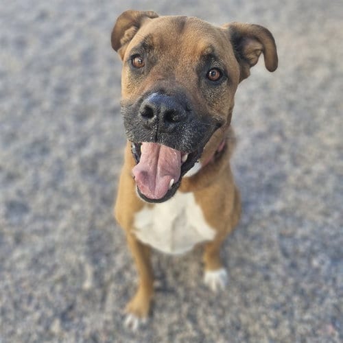 Photo of Levi, adoptable Boxer in Mesa, Arizona