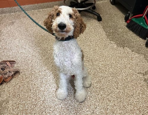 Photo of Benjamin, adoptable Poodle (Standard) in Pueblo, Colorado