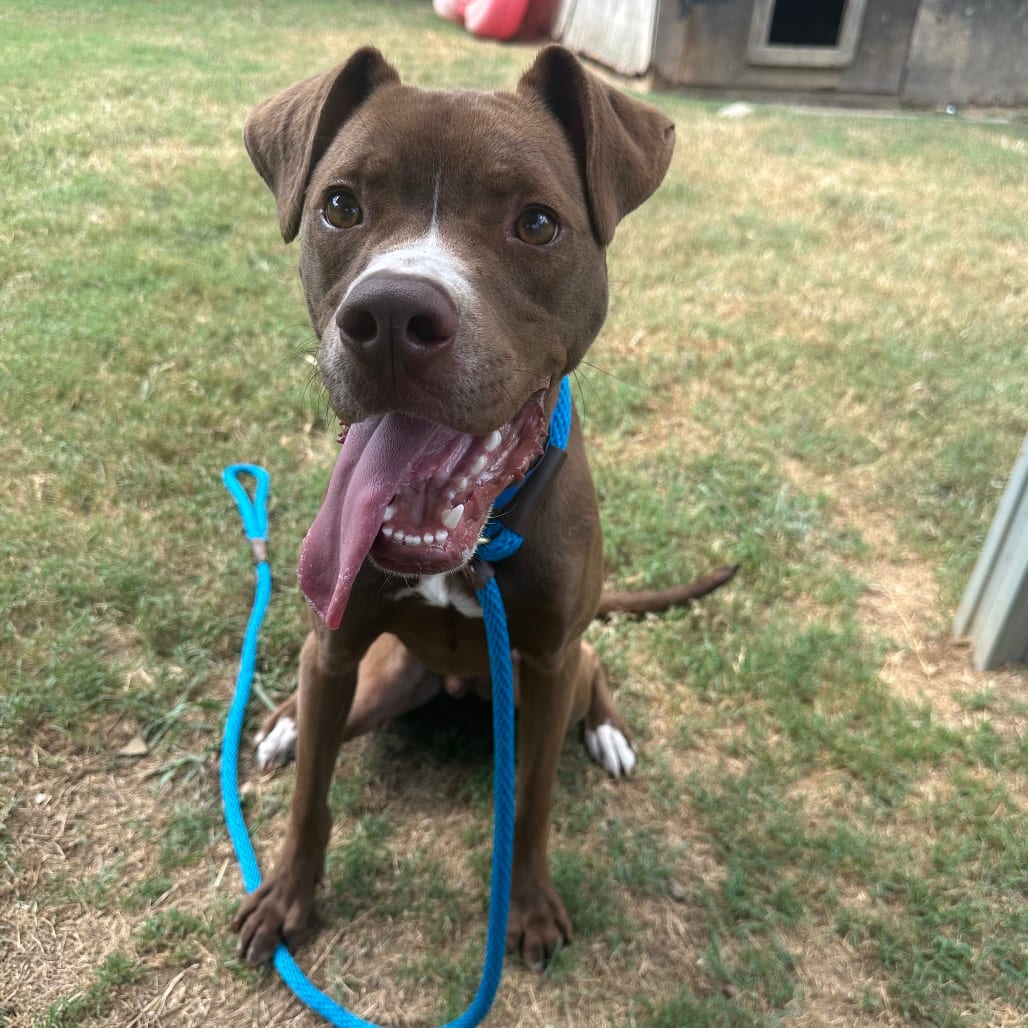 Photo of Tanner, adoptable Mixed Breed (Medium) in Chattanooga, Tennessee