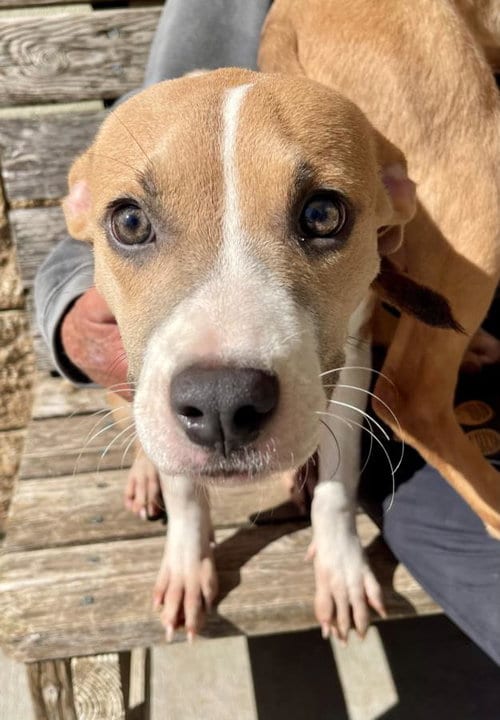 Photo of Franny, adoptable Pit Bull Terrier in Tulsa, Oklahoma