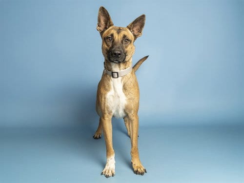 Photo of Enzo, adoptable German Shepherd Dog in Phoenix, Arizona