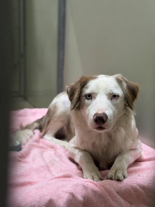 Photo of Rudy, adoptable Border Collie in Santa Maria, California