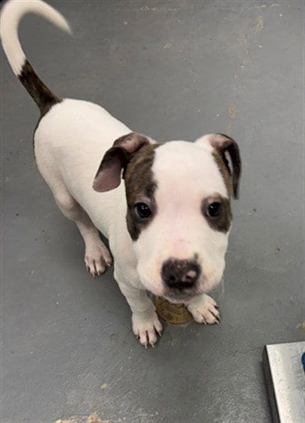 Photo of Krueger, adoptable Pit Bull Terrier in Peoria, Illinois