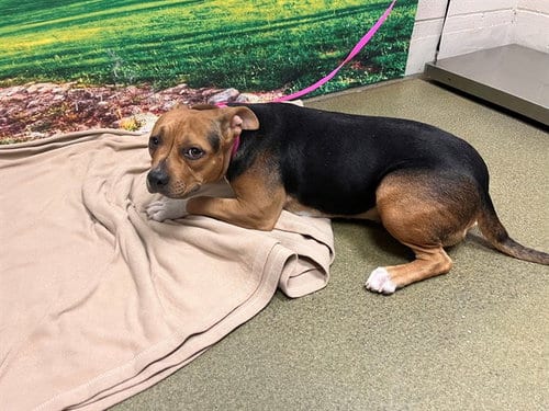 Photo of Lannie, adoptable Pit Bull Terrier in Moreno Valley, California