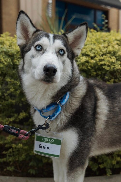Photo of Gaia, adoptable Siberian Husky in Carrollton, Texas