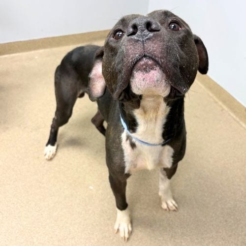 Photo of Duke, adoptable American Pit Bull Terrier in Aurora, Colorado