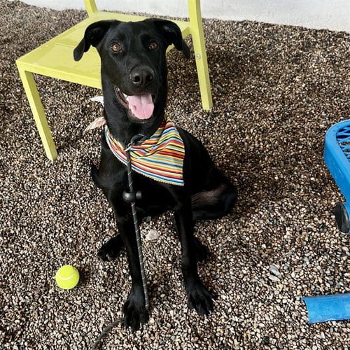 Photo of Kimchi, adoptable Labrador Retriever in Mesa, Arizona