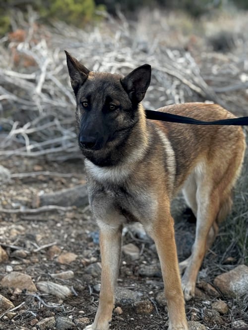 Photo of Reign fka Sandra - located in CO, adoptable Belgian Shepherd Malinois in Imlay City, Michigan
