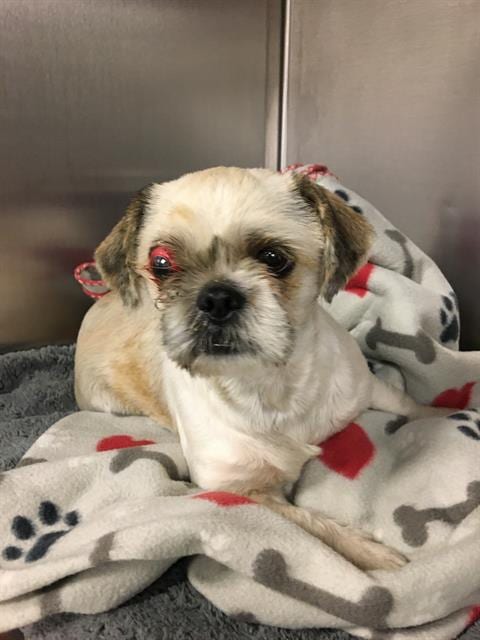 Photo of Lacey, adoptable Shih Tzu in Dallas, Texas