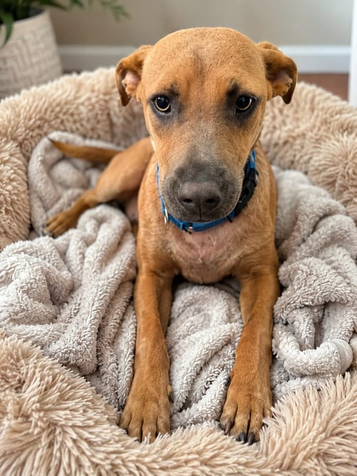 Photo of Sandy, adoptable Australian Cattle Dog/Blue Heeler in MIDWAY, Utah