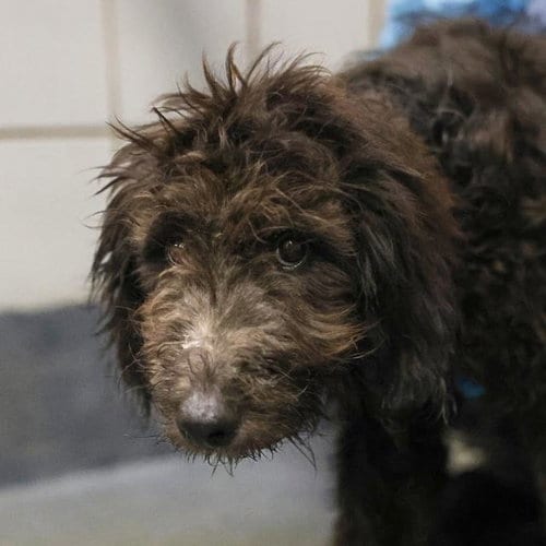 Photo of Shirley Sweets, adoptable Terrier in San Antonio, Texas