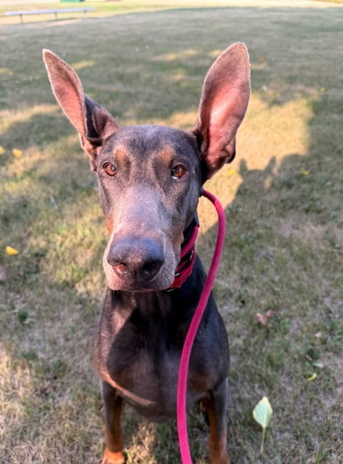 Photo of Maggie, adoptable Doberman Pinscher in Buffalo, Minnesota