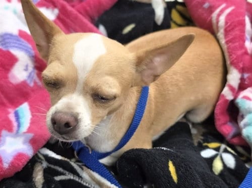 Photo of A433480, adoptable Chihuahua in Conroe, Texas