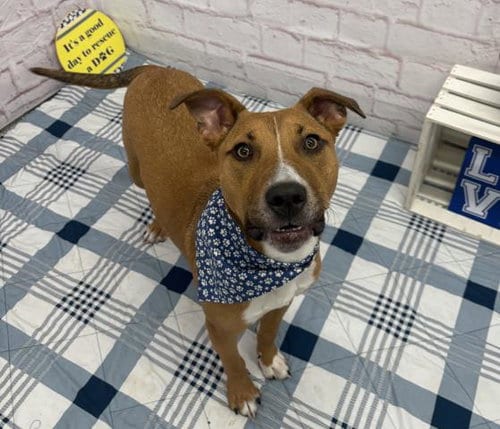 Photo of Norm Maclean, adoptable Pit Bull Terrier in Detroit, Michigan