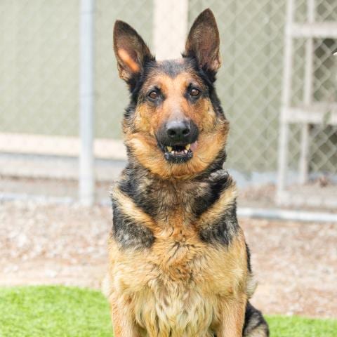 Photo of Maggie, adoptable German Shepherd Dog in Camarillo, California