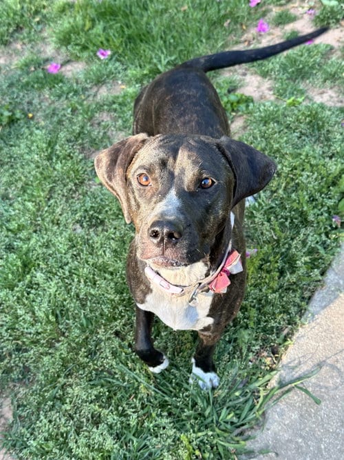 Photo of Nangi/Princess, adoptable Hound in Ball Ground, Georgia