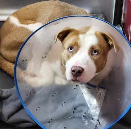 Photo of Davey, adoptable Staffordshire Bull Terrier in Houston, Texas