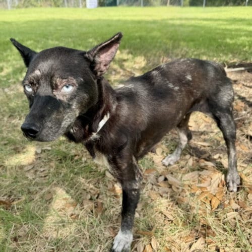 Photo of Strawberry, adoptable Australian Cattle Dog/Blue Heeler in Houston, Texas