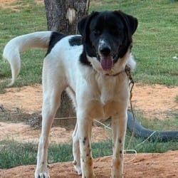 Photo of Toddy, adoptable Pointer Great Pyrenees in Denver, Colorado
