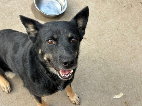 Photo of Nyx, adoptable German Shepherd Dog in Tulsa, Oklahoma