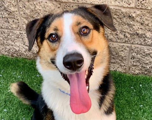 Photo of Roy, adoptable Border Collie in Moreno Valley, California