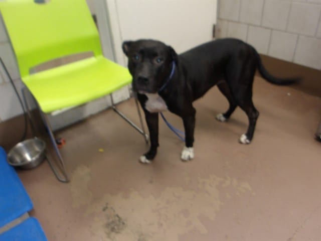 Photo of Bella, adoptable American Pit Bull Terrier in Chicago, Illinois