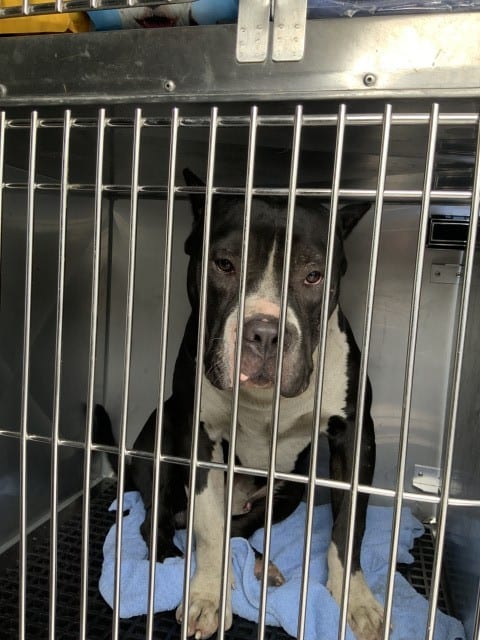Photo of Mencho, adoptable American Pit Bull Terrier in Chicago, Illinois