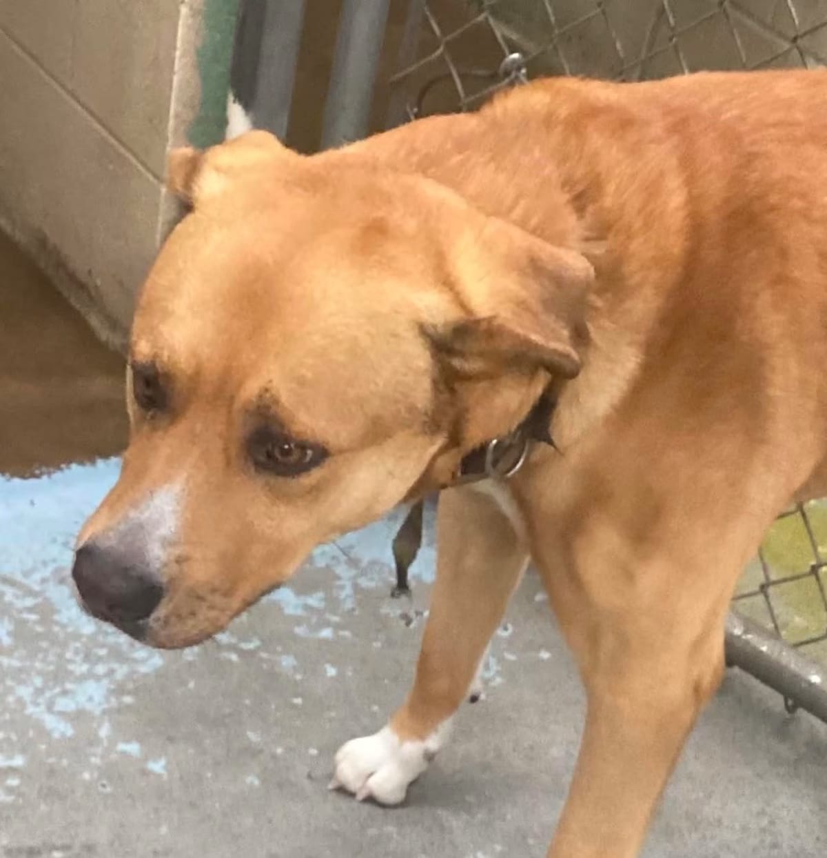 Photo of Jack, adoptable Labrador Retriever in Beebe, Arkansas