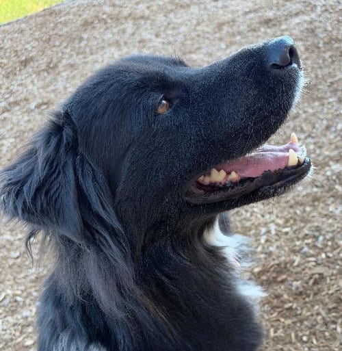 Photo of Harley, adoptable Border Collie in Albuquerque, New Mexico