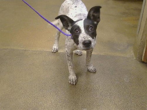 Photo of A928159, adoptable Australian Cattle Dog/Blue Heeler in Sacramento, California