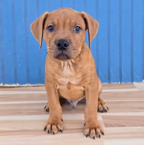 Photo of Kai, adoptable Pit Bull Terrier in Sedalia, Colorado