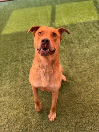Photo of Charlie, adoptable dog in Farmington, New Mexico