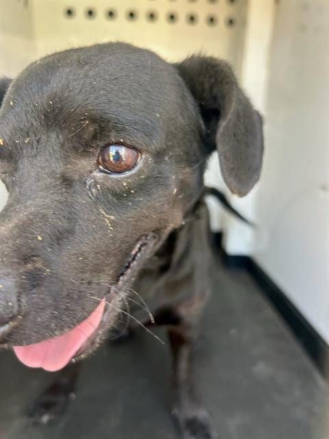 Photo of A171704, adoptable Chihuahua in Bakersfield, California