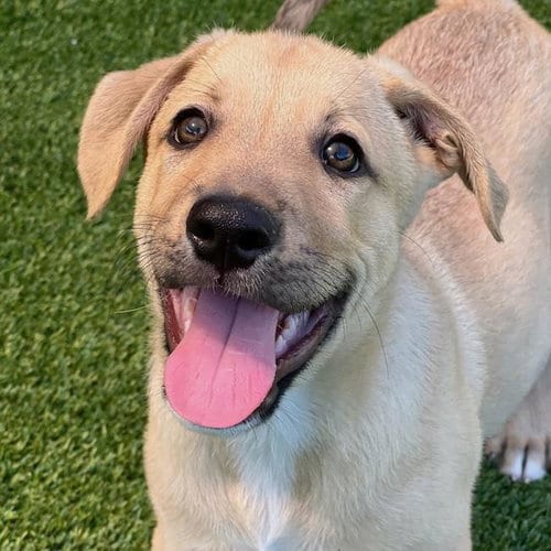 Photo of Juice Box Pup - Gatorade, adoptable Labrador Retriever in San Diego, California