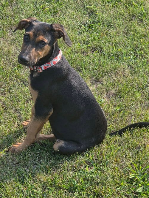 Photo of Helen, adoptable Doberman Pinscher in Aurora, Ohio