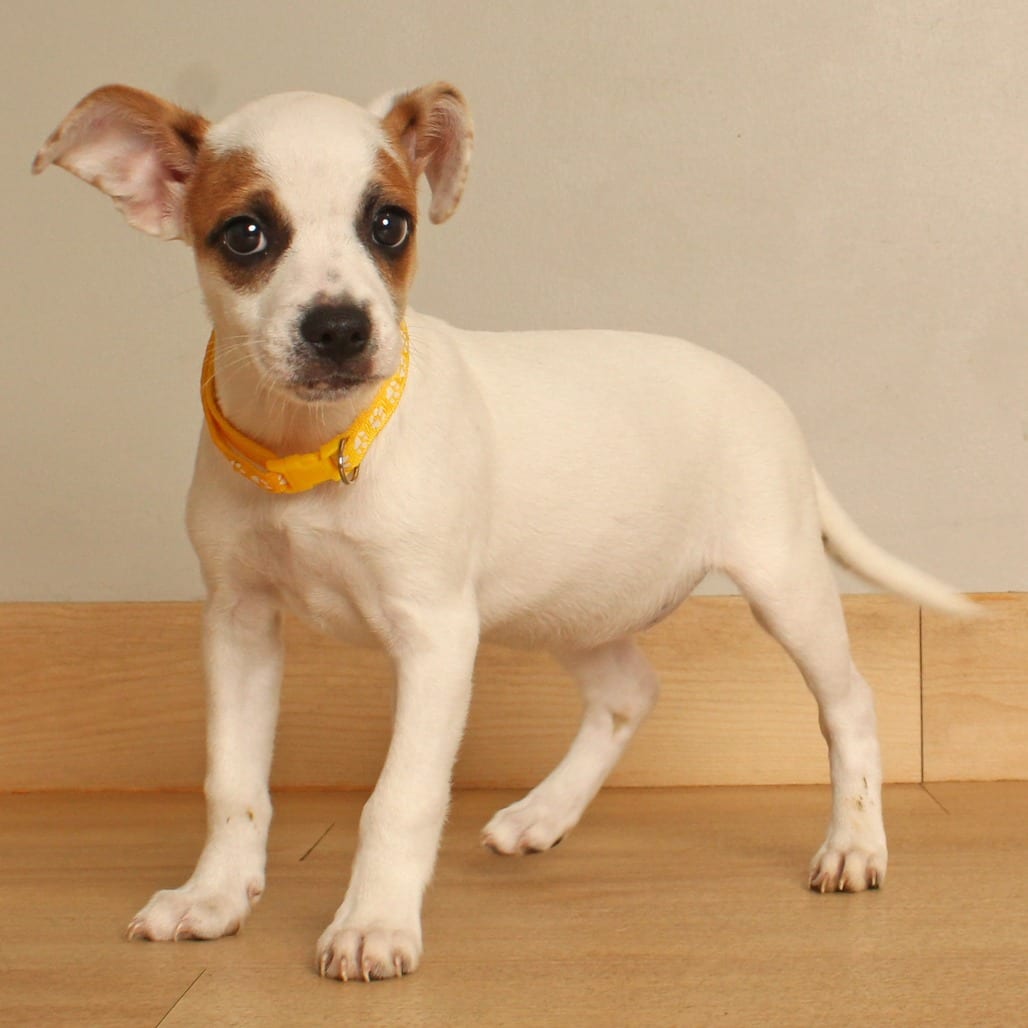 Photo of Jigglypuff D71327, adoptable Terrier, Jack Russell / Mixed Breed (Small) in Minnesota, Minnesota