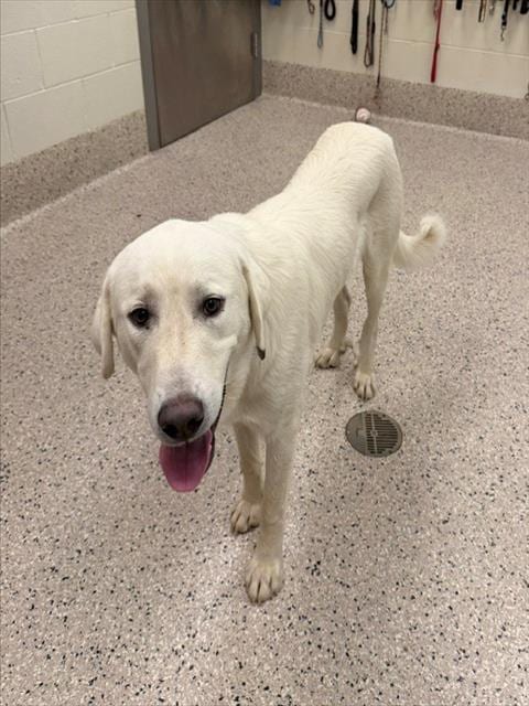 Photo of Remmy, adoptable Labrador Retriever in Brighton, Colorado