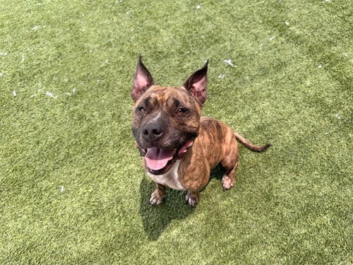 Photo of Center, adoptable Pit Bull Terrier in Garland, Texas