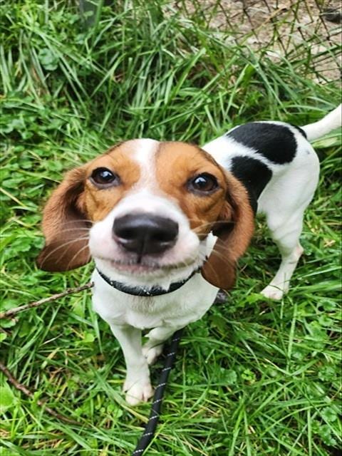 Photo of Ellie Mae, adoptable Beagle in Peoria, Illinois