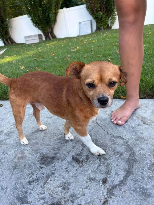 Photo of Fruity Pebbles, adoptable Chihuahua in Berlin, New Jersey