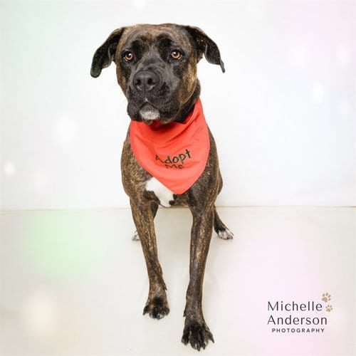 Photo of Coco, adoptable Pit Bull Terrier in Corona, California