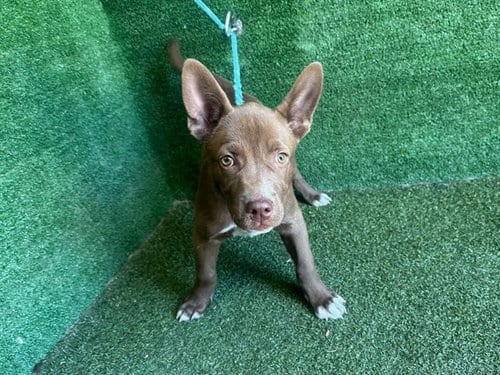 Photo of Jimmy, adoptable Pit Bull Terrier in Lancaster, California