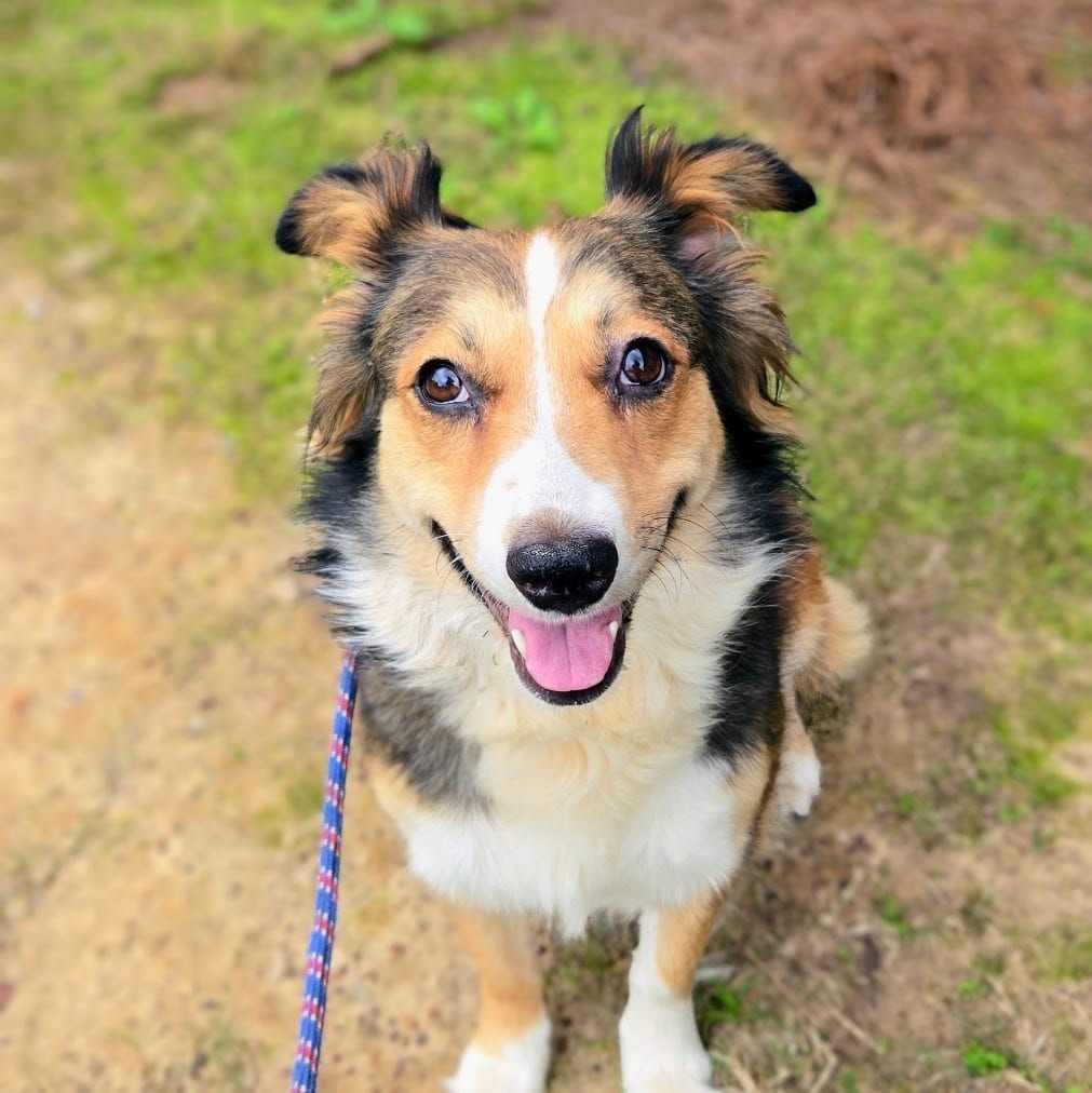 Photo of Ray, adoptable Mixed Breed in Douglasville, Georgia