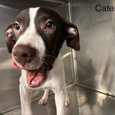 Photo of Catelyn, adoptable Mixed Breed (Large)