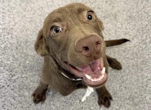 Photo of Fanta, adoptable Labrador Retriever in Houston, Texas