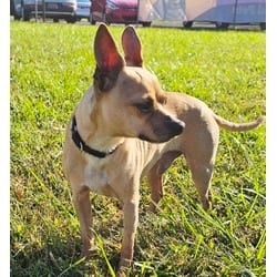 Photo of Mochi, adoptable Chihuahua in Georgetown, Delaware